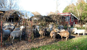 Katahdins have lots of multiple births, breed over a long season, thrive on many greens, and being a hair breed, there’s no worry about weeds and brush ruining their wool. They’re great for cleaning up the farm at summer’s end. (Photo by David Coplen)